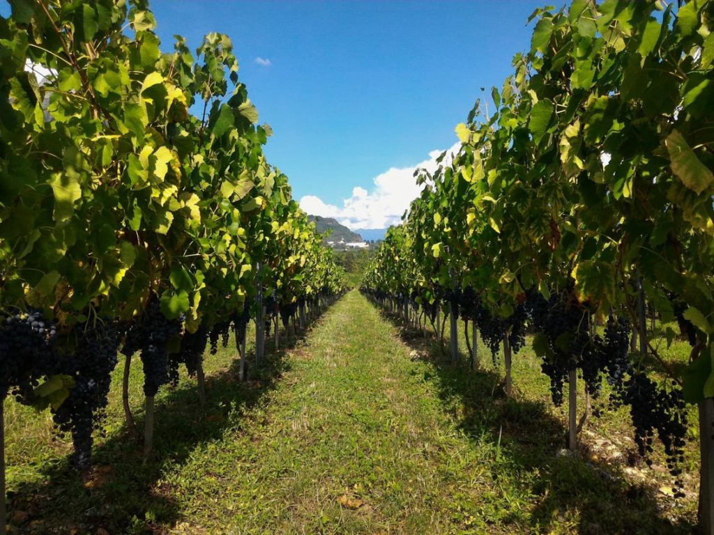 vignes terroir apremont vins savoie